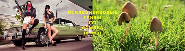 гашик Касимов